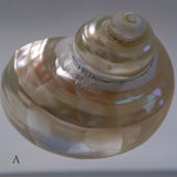 Turbo chrysostoma