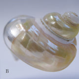 Turbo chrysostoma