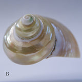 Turbo chrysostoma
