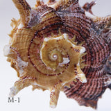 Angaria delphinus melanacantha