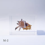 Angaria delphinus melanacantha