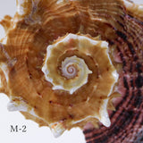 Angaria delphinus melanacantha