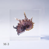 Angaria delphinus melanacantha