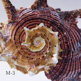 Angaria delphinus melanacantha