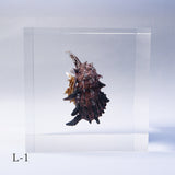 Angaria delphinus melanacantha