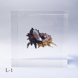Angaria delphinus melanacantha