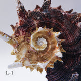 Angaria delphinus melanacantha