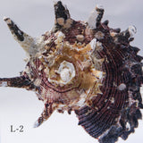 Angaria delphinus melanacantha