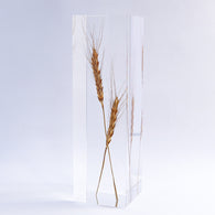 Ears of wheat