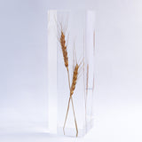 Ears of wheat