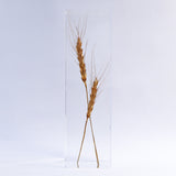 Ears of wheat
