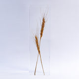 Ears of wheat