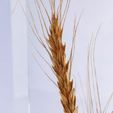 Ears of wheat