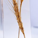 Ears of wheat