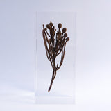 Bruniaceae