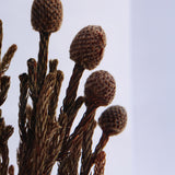 Bruniaceae