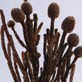 Bruniaceae