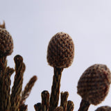 Bruniaceae