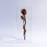 Synurus pungens