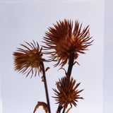 Synurus pungens