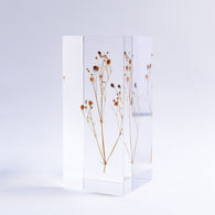 Gypsophila