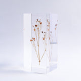 Gypsophila