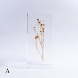 Gypsophila