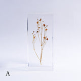 Gypsophila