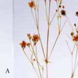 Gypsophila