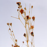 Gypsophila