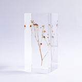 Gypsophila