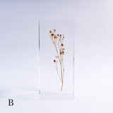 Gypsophila