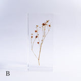 Gypsophila