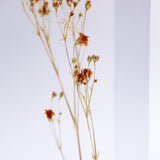 Gypsophila