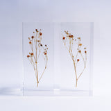 Gypsophila