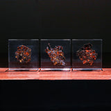 Stony-iron meteorite (L-Size)