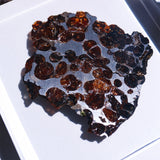 Stony-iron meteorite (L-Size)