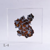 Stony-iron meteorite (L-Size)