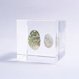 Sanriku hisui awabi(Jade Abalone Shell)【Cube】