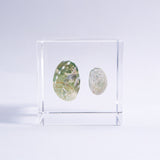 Sanriku hisui awabi(Jade Abalone Shell)【Cube】