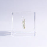 Sanriku hisui awabi(Jade Abalone Shell)【Cube】