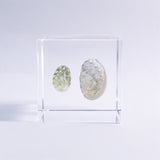 Sanriku hisui awabi(Jade Abalone Shell)【Cube】