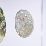 Sanriku hisui awabi(Jade Abalone Shell)【Cube】