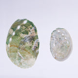 Sanriku hisui awabi(Jade Abalone Shell)【Cube】