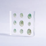 Sanriku hisui awabi(Jade Abalone Shell)【Plate】