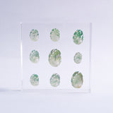 Sanriku hisui awabi(Jade Abalone Shell)【Plate】