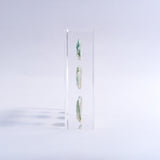 Sanriku hisui awabi(Jade Abalone Shell)【Plate】