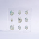 Sanriku hisui awabi(Jade Abalone Shell)【Plate】