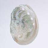 Sanriku hisui awabi(Jade Abalone Shell)【Plate】