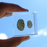 Sanriku hisui awabi(Jade Abalone Shell)【Cube】